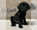 Puppy David Bulldog