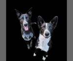 Small #5 Border-Aussie