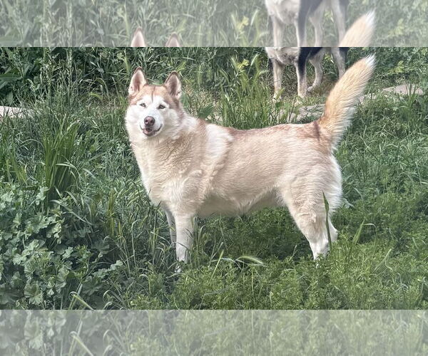 Medium Photo #1 Siberian Husky Puppy For Sale in Woodland, CA, USA