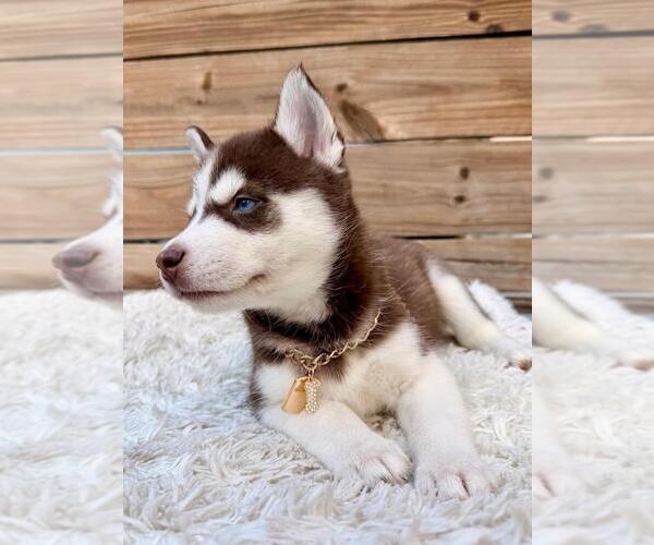 Medium Photo #2 Siberian Husky Puppy For Sale in TAMPA, FL, USA