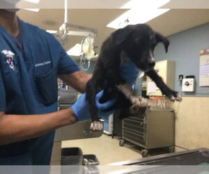 German Shepherd Dog Dogs for adoption in Riverside, CA, USA