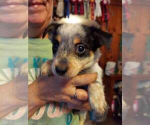 Jack Russell Terrier-Unknown Mix Puppy for sale in POLK, PA, USA