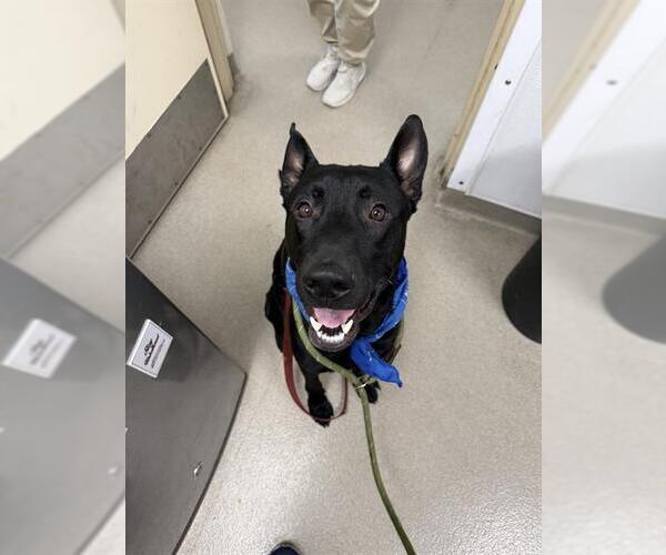 Medium Photo #1 German Shepherd Dog Puppy For Sale in Fort Lauderdale, FL, USA