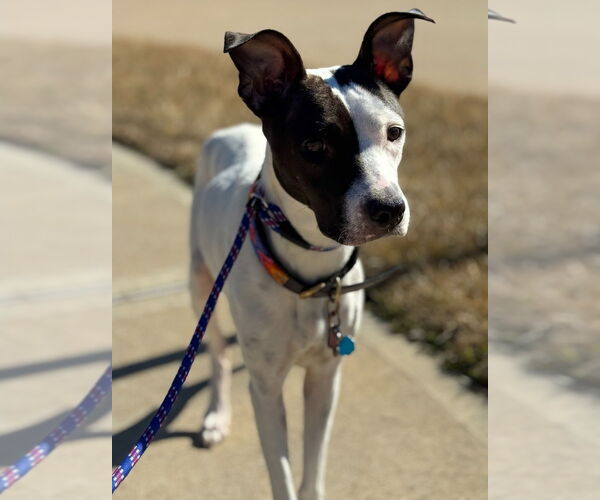 Medium Photo #3 Lab-Pointer Puppy For Sale in Lakewood, CO, USA