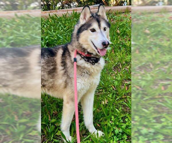 Medium Photo #1 Siberian Husky Puppy For Sale in Sacramento, CA, USA