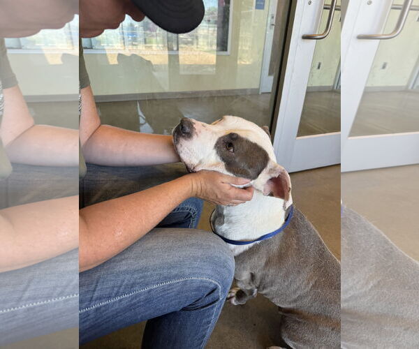 Medium Photo #1 American Pit Bull Terrier Puppy For Sale in Pampa, TX, USA