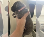 Small Photo #4 Cane Corso Puppy For Sale in BAKERSFIELD, CA, USA