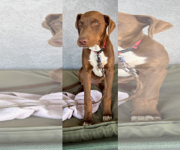 Medium Photo #1 Doberman Pinscher-Retriever  Mix Puppy For Sale in Apple Valley, CA, USA