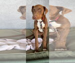 Jorgie - Male Doberman Pinscher-Retriever  Mix Dog for Adoption - Small photo