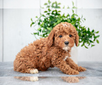 Puppy Kitt Poodle (Miniature)