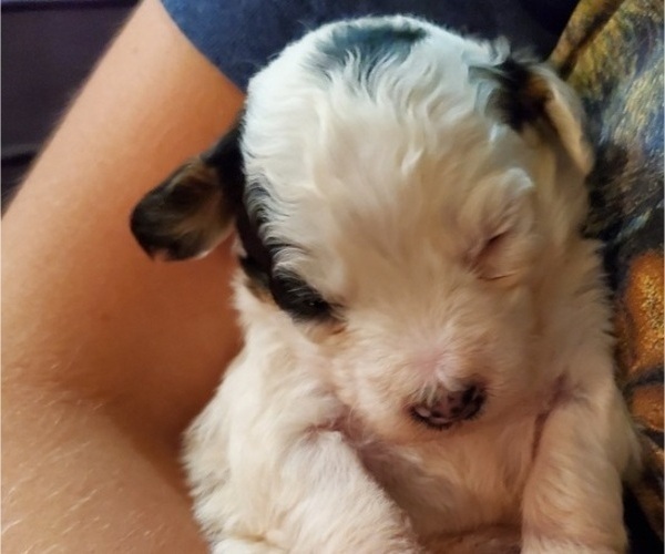 Medium Photo #4 Bernedoodle (Miniature) Puppy For Sale in LEETONIA, OH, USA