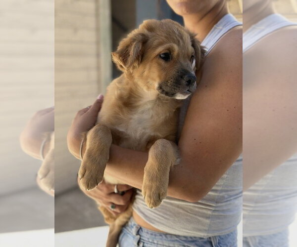 Medium Photo #4 Cocker Spaniel-Unknown Mix Puppy For Sale in Dana Point, CA, USA