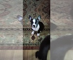 Small Photo #5 Boston Terrier Puppy For Sale in LIVERPOOL, TX, USA