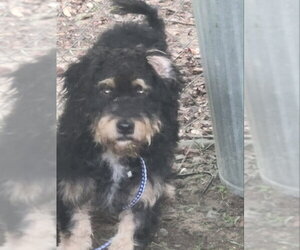 Brennan - Male Airedale Terrier-Unknown Mix Dog for Adoption - Photo #2