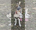 Small #1 German Shepherd Dog Mix