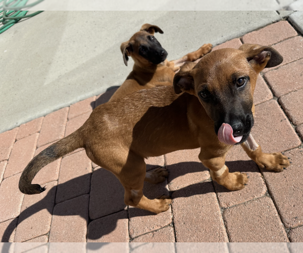 Medium Photo #2 Mutt Puppy For Sale in Dana Point, CA, USA