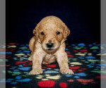 Small Photo #3 Goldendoodle-Poodle (Standard) Mix Puppy For Sale in NEWARK, OH, USA