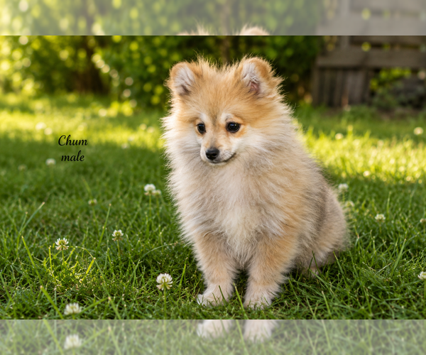 Medium Photo #9 Pomeranian Puppy For Sale in CLARE, MI, USA