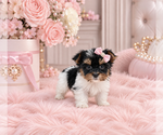 cute puppy - Female Biewer Terrier Puppy for Sale - Photo #6