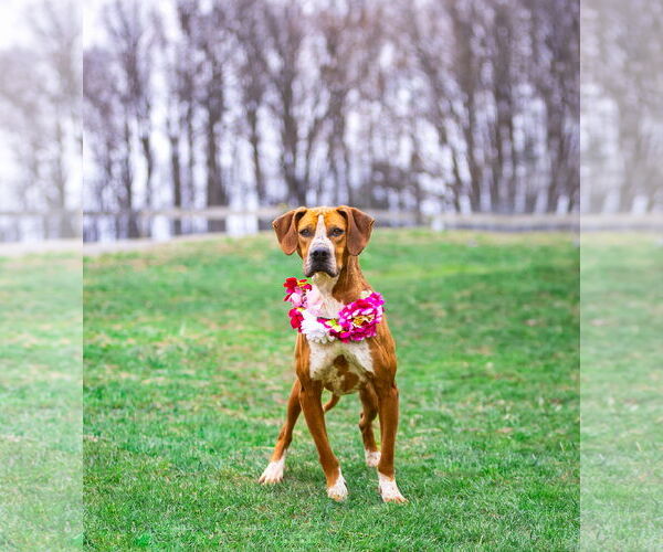 Medium Photo #3 Coonhound-Unknown Mix Puppy For Sale in Unionville, PA, USA