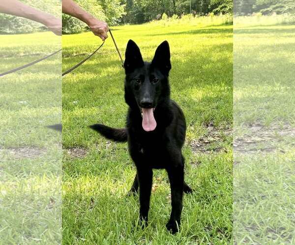 Medium Photo #4 German Shepherd Dog Puppy For Sale in Montgomery, AL, USA