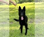 Small #3 German Shepherd Dog