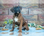 Puppy Rodney Boxer