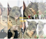 Small Photo #16 American Bully Puppy For Sale in DRY FORK, VA, USA