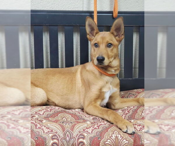 Medium Photo #4 Mutt Puppy For Sale in Amarillo, TX, USA
