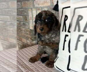 Goldendoodle (Miniature) Puppy for sale in GREENFIELD, IN, USA