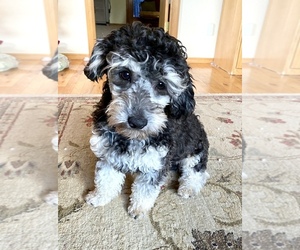 Aussiedoodle Miniature -Poodle (Toy) Mix Puppy for sale in GRANTS PASS, OR, USA