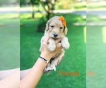 Small Photo #5 Goldendoodle-Poodle (Standard) Mix Puppy For Sale in PINEVILLE, LA, USA