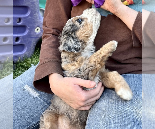 Medium Photo #4 Bernedoodle (Miniature) Puppy For Sale in ROY, UT, USA