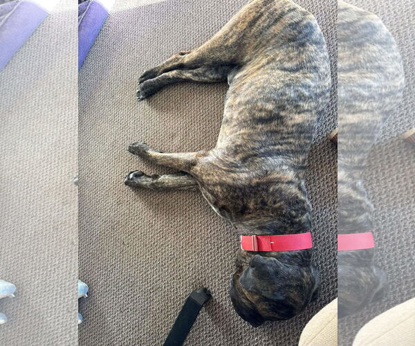 Medium Photo #4 Mutt Puppy For Sale in NEWPORT NH, NH, USA