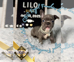 Small #1 French Bulldog