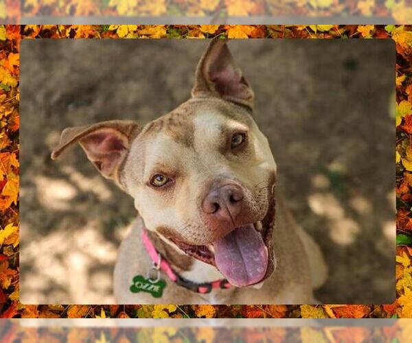 Medium Photo #6 American Pit Bull Terrier Puppy For Sale in Ojai, CA, USA