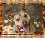 Small #5 American Pit Bull Terrier