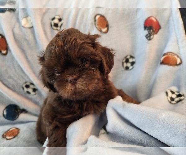 Medium Photo #4 Shih Tzu Puppy For Sale in WESLEY CHAPEL, FL, USA