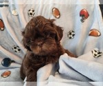 Small #3 Shih Tzu