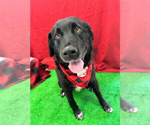 Labrador Retriever Dogs for adoption in Bryant, AR, USA