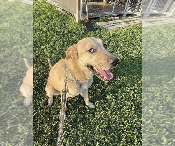 Medium Photo #7 Anatolian Shepherd-Unknown Mix Puppy For Sale in Abbeville, LA, USA