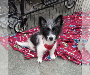 Pomeranian-Poodle (Toy) Mix Dogs for adoption in Wyoming, MI, USA
