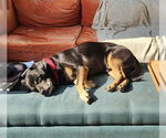 Small #38 Mutt