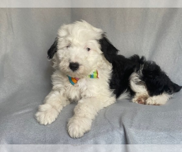 Medium Photo #3 Aussiedoodle Puppy For Sale in LAKELAND, FL, USA