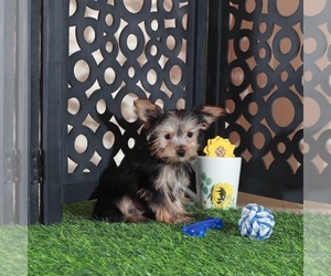 Yorkshire Terrier Puppy for sale in MOUNT VERNON, OH, USA