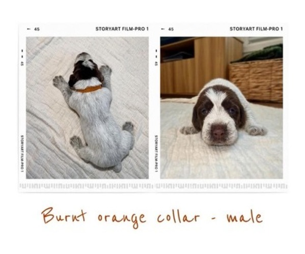 Medium Photo #4 Wirehaired Pointing Griffon Puppy For Sale in Leamington, Ontario, Canada