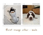 Small #3 Wirehaired Pointing Griffon