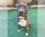 Small American Staffordshire Terrier Mix