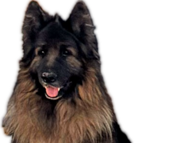 Medium Photo #1 King Shepherd Puppy For Sale in PEACH SPRINGS, AZ, USA