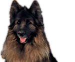 Small Photo #1 King Shepherd Puppy For Sale in PEACH SPRINGS, AZ, USA